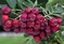 Jarabino-Arónia (kráľovná antioxidantov), v črepníku Sorbus Likernaja