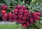 Jarabino-Arónia (kráľovná antioxidantov), v črepníku Sorbus Likernaja