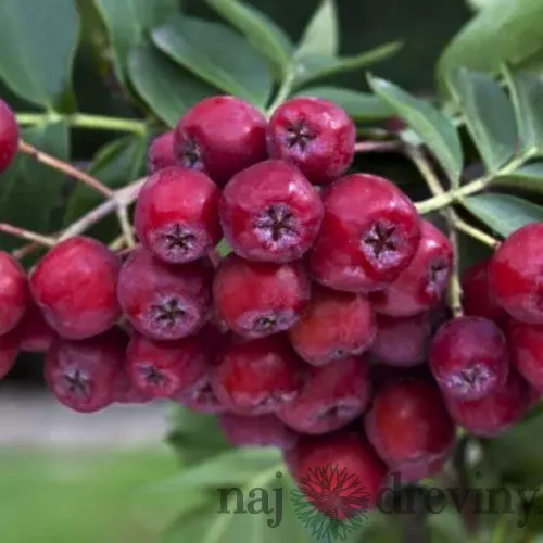 Jarabino-Arónia (kráľovná antioxidantov), v črepníku Sorbus Likernaja