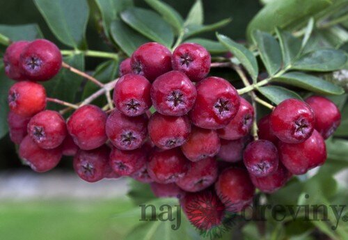 Jarabino-Arónia (kráľovná antioxidantov), v črepníku Sorbus Likernaja