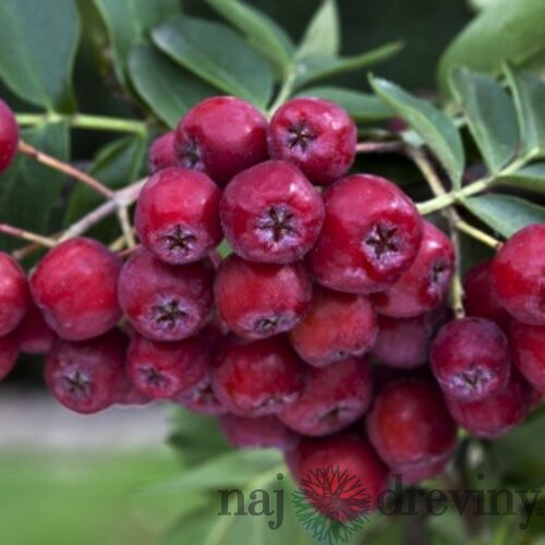 Jarabino-Arónia (kráľovná antioxidantov), v črepníku Sorbus Likernaja