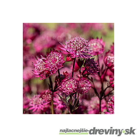 Jarmanka väčšia - Astra Red 15/20 cm v črepníku 2l Astrantia ‘Astra Red‘