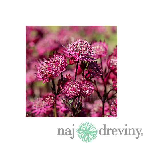 Jarmanka väčšia - Astra Red 15/20 cm v črepníku 2l Astrantia ‘Astra Red‘