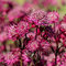 Jarmanka väčšia - Astra Red 15/20 cm v črepníku 2l Astrantia ‘Astra Red‘