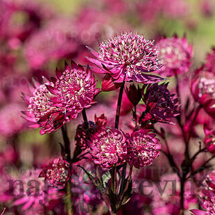 Jarmanka väčšia - Astra Red 15/20 cm v črepníku 2l Astrantia ‘Astra Red‘