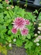 Jarmanka väčšia - Major Roma 15/30 cm v črepníku 2l Astrantia Major Roma
