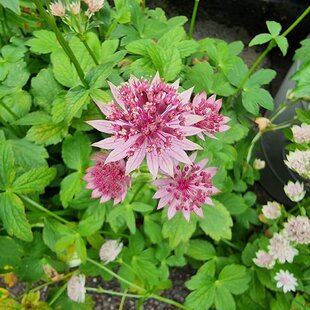 Jarmanka väčšia - Major Roma 15/30 cm v črepníku 2l Astrantia Major Roma