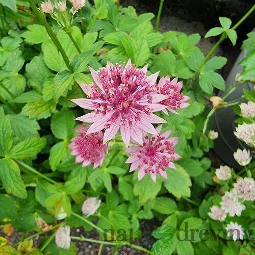 Jarmanka väčšia - Major Roma 15/30 cm v črepníku 2l Astrantia Major Roma
