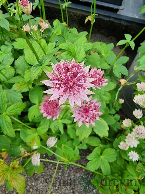Jarmanka väčšia - Major Roma 15/30 cm v črepníku 2l Astrantia Major Roma