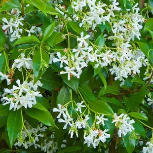Jasmín Biely popinavý, výška 140/160cm, v črepníku Trachelospermum