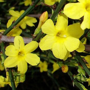 Jasmín žltý Liana 40/60 cm, v črepníku Jasminum nudiflorum