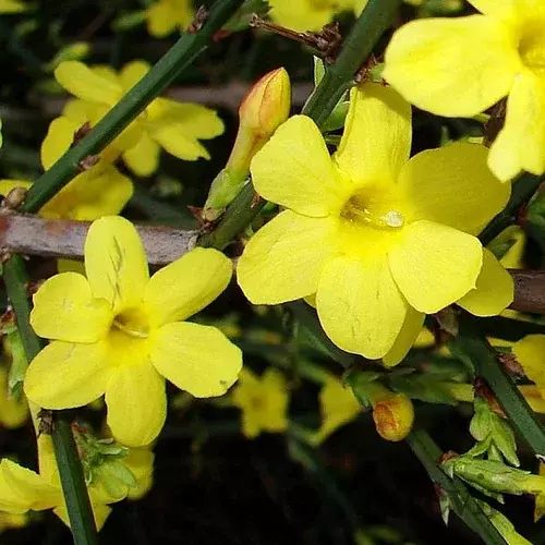 Jasmín žltý Liana 40/60 cm, v črepníku Jasminum nudiflorum