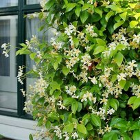 Jasminovník vonný Star of Toscane, výška 25/50cm, v črepníku Trachelospermum jasminoides Star of Toscane