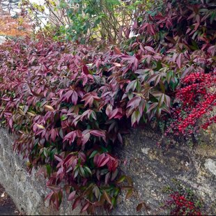 Jasminovník vonný Winter Ruby, výška 25/50cm, v črepníku Trachelospermum jasminoides