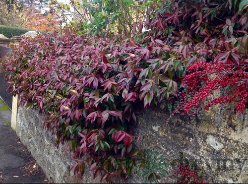 Jasminovník vonný Winter Ruby, výška 25/50cm, v črepníku Trachelospermum jasminoides
