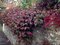 Jasminovník vonný Winter Ruby, výška 25/50cm, v črepníku Trachelospermum jasminoides