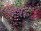 Jasminovník vonný Winter Ruby, výška 25/50cm, v črepníku Trachelospermum jasminoides