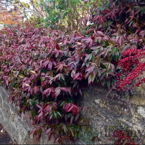 Jasminovník vonný Winter Ruby, výška 25/50cm, v črepníku Trachelospermum jasminoides