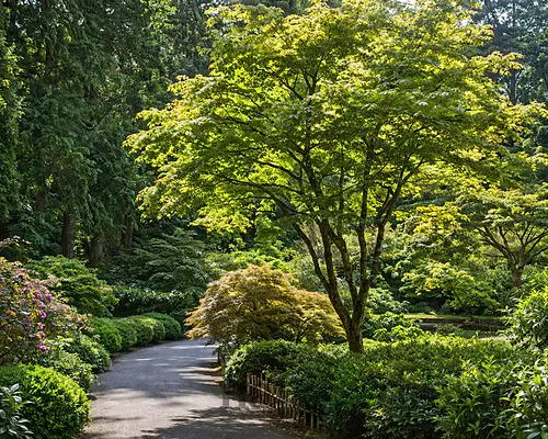 Javolr japonský Green 200/250cm - solitér XXL, v črepníku Acer palmatum