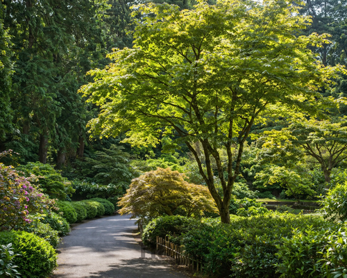 Javolr japonský Green 200/250cm - solitér XXL, v črepníku Acer palmatum