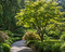 Javolr japonský Green 200/250cm - solitér XXL, v črepníku Acer palmatum