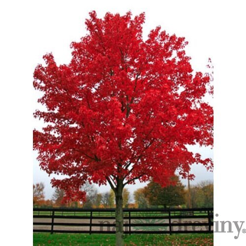 Javor červený 70/100 cm, v črepníku Acer rubrum