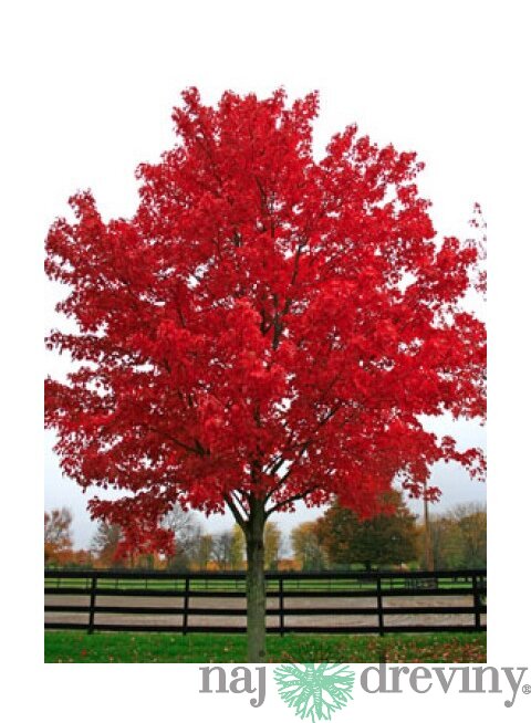Javor červený 70/100 cm, v črepníku Acer rubrum