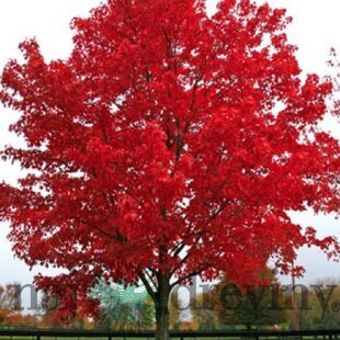 Javor červený 70/100 cm, v črepníku Acer rubrum
