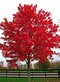 Javor červený 70/100 cm, v črepníku Acer rubrum