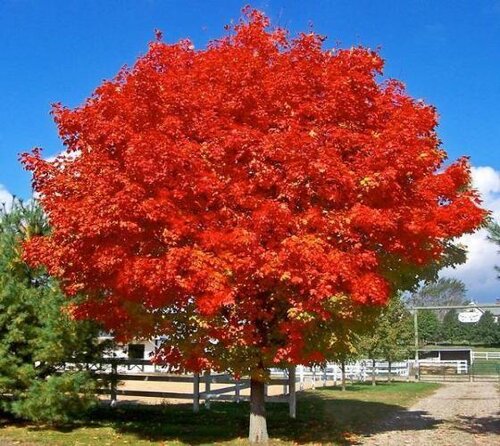 Javor červený October Glory, obvod kmienka 8/10 cm, výška 250/350 cm, v črepníku Acer rubrum October Glory