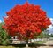 Javor červený October Glory, obvod kmienka 8/10 cm, výška 250/350 cm, v črepníku Acer rubrum October Glory