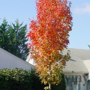 Javor červený Scanlon obvod kmienka 6/8 cm, celková výška pri dodaní 220+ cm, v črepníku Acer rubrum Scanlon