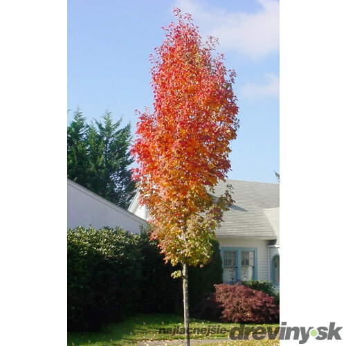 Javor červený Scanlon obvod kmienka 6/8 cm, celková výška pri dodaní 220+ cm, v črepníku Acer rubrum Scanlon