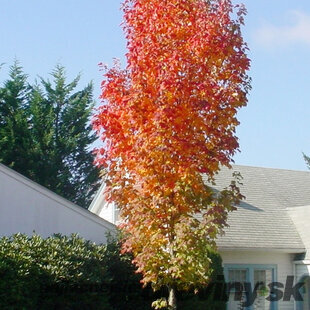 Javor červený Scanlon obvod kmienka 6/8 cm, celková výška pri dodaní 220+ cm, v črepníku Acer rubrum Scanlon