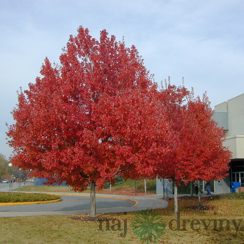 Javor červený Summer Red, výška 140/160 cm, v črepníku Acer rubrum Summer Red