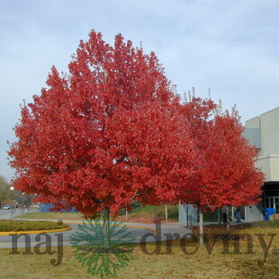 Javor červený Summer Red, výška 140/160 cm, v črepníku Acer rubrum Summer Red