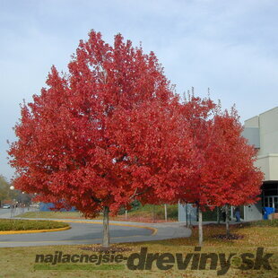 Javor červený Summer Red, výška 140/160 cm, v črepníku Acer rubrum Summer Red