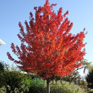 Javor červený, výška 125/150 cm, v črepníku Acer Rubrum