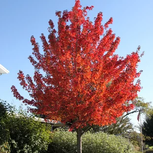 Javor červený, výška 125/150 cm, v črepníku Acer Rubrum