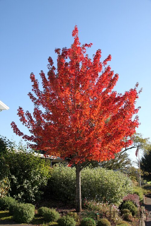 Javor červený, výška 125/150 cm, v črepníku Acer Rubrum