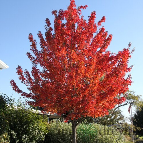 Javor červený, výška 125/150 cm, v črepníku Acer Rubrum