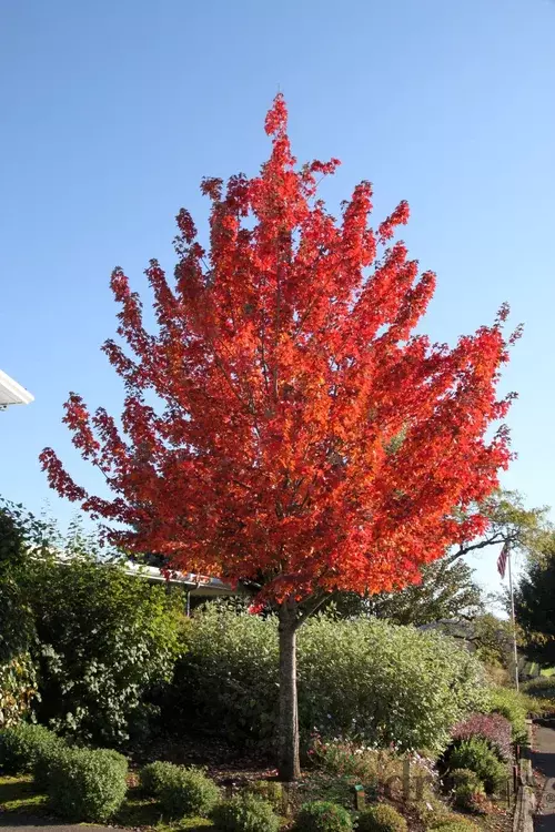 Javor červený, výška 125/150 cm, v črepníku Acer Rubrum