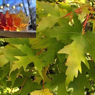 Javor cukrový 80/120 cm, v črepníku Acer saccharum