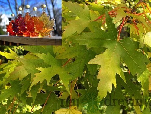 Javor cukrový 80/120 cm, v črepníku Acer saccharum