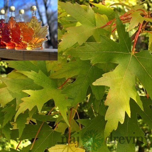 Javor cukrový 80/120 cm, v črepníku Acer saccharum