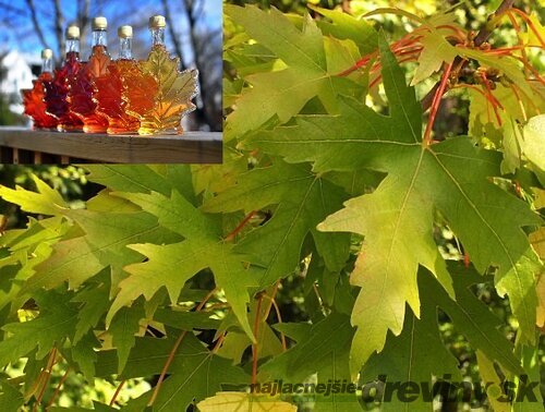 Javor cukrový 80/120 cm, v črepníku Acer saccharum