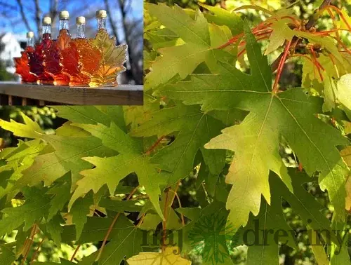Javor cukrový 80/120 cm, v črepníku Acer saccharum