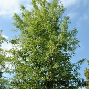 Javor cukrový Borns Gracious 120+ cm, v črepníku Acer saccharinum Borns Gracious