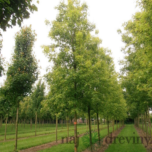 Javor cukrový Born‘s Gracious, na kmienku 180 cm, v črepníku Acer Sacharinum
