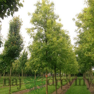 Javor cukrový Born‘s Gracious, na kmienku 180 cm, v črepníku Acer Sacharinum